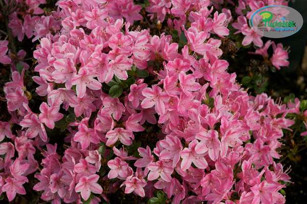 Azalia japońska Kermesina Rosé